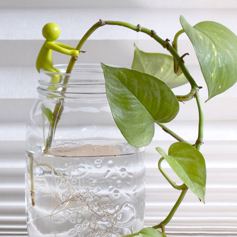 Wsparcie dekoracyjnych i elastycznych sadzonek roślin (x3) 